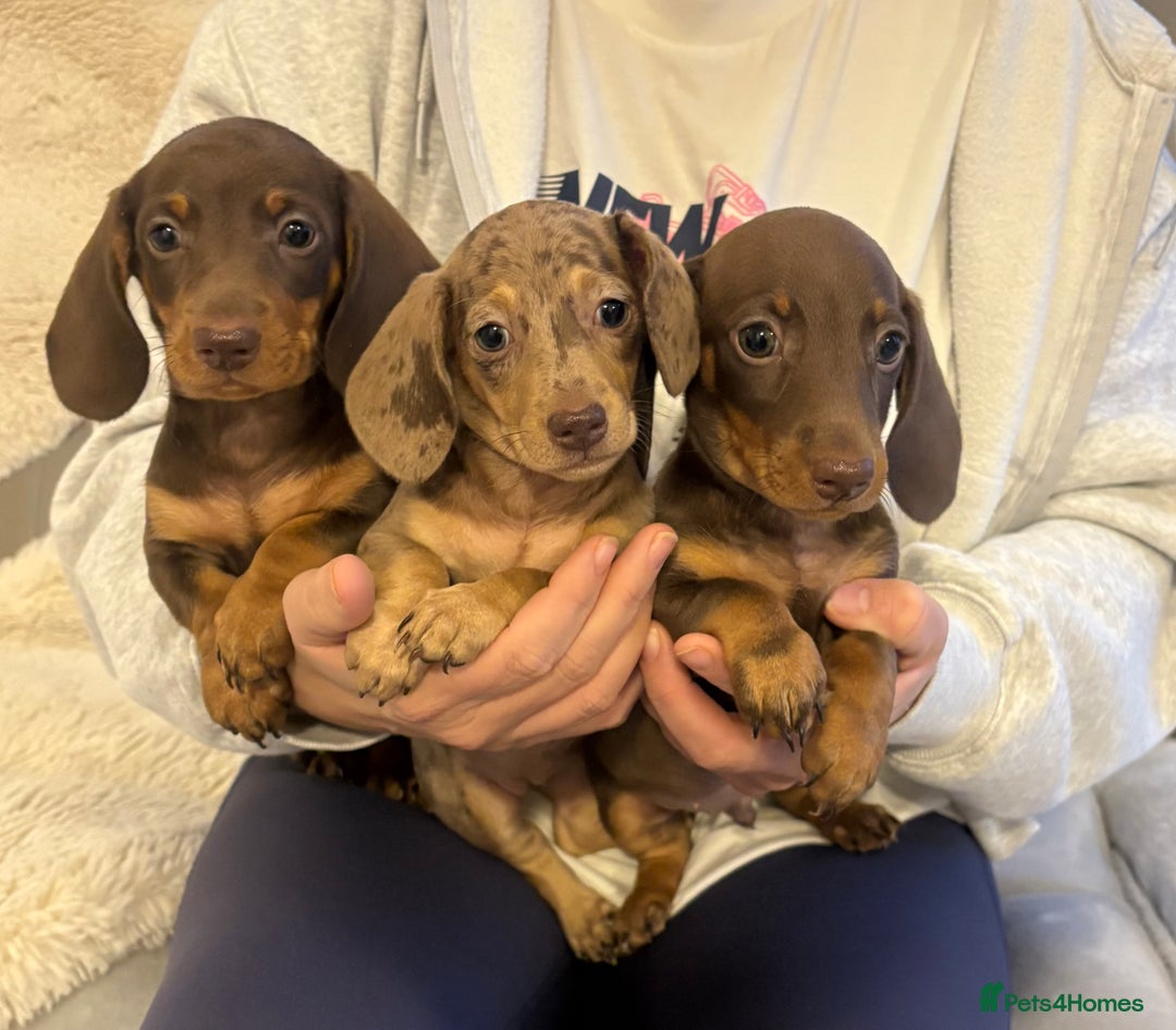 Miniature Dachshund dogs for sale: Miniature dachshund puppies  - Image 1