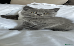 British Shorthair cats for sale: Full gccf British short hair kittens  - Image 2