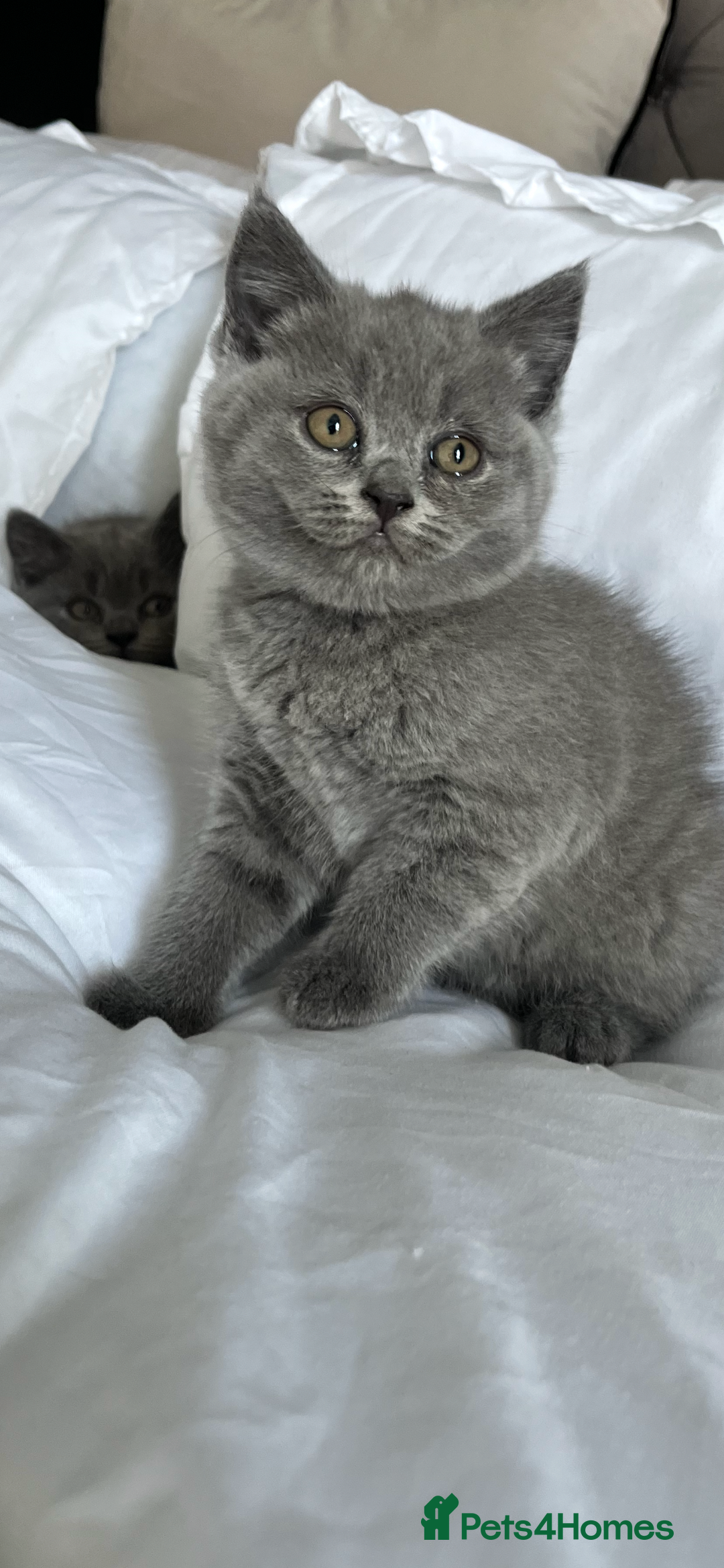 British Shorthair cats for sale: Full gccf British short hair kittens  - Image 2