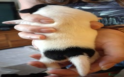 Jack Russell dogs for sale: Jack Russell litter  - Image 4