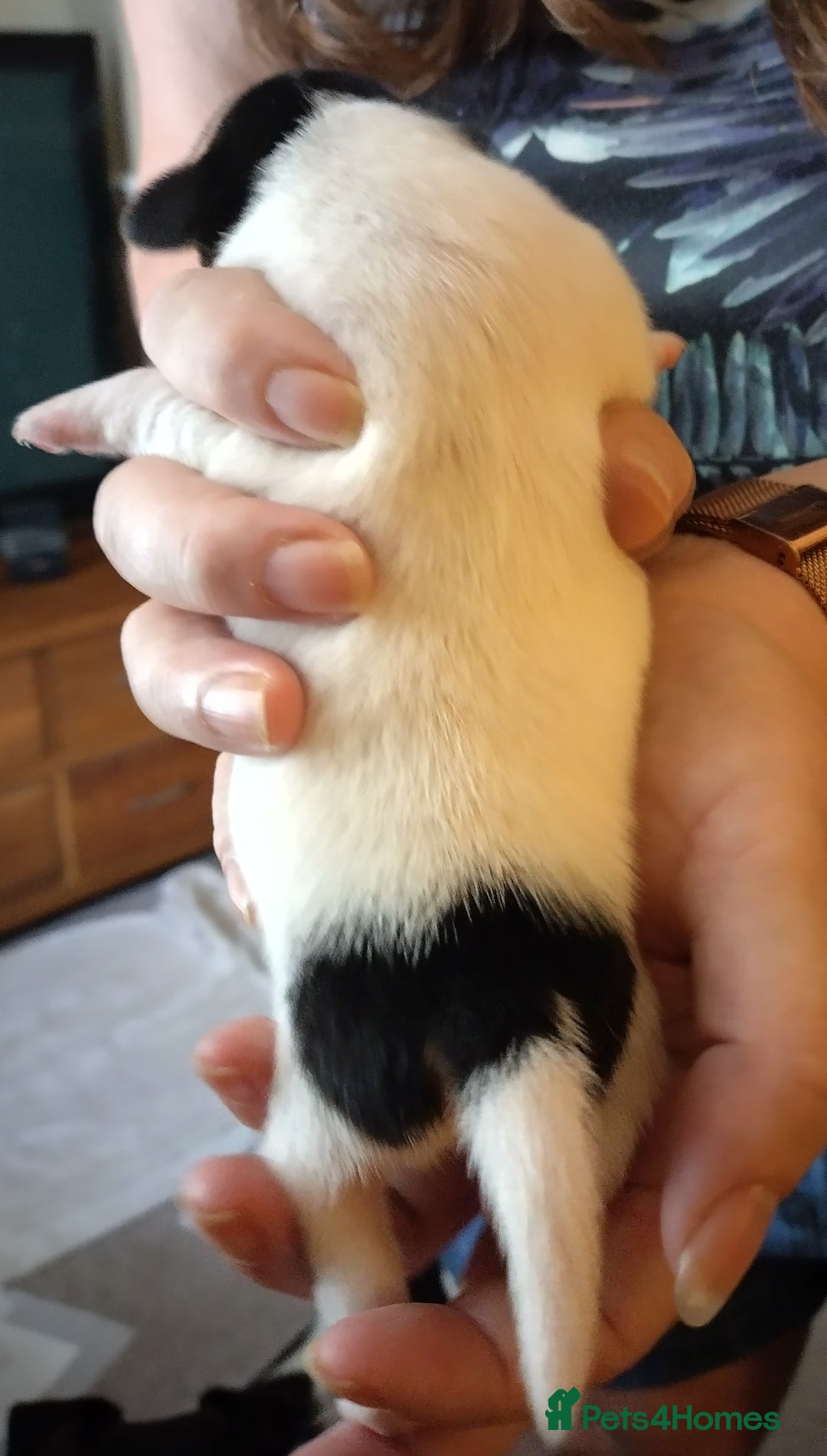 Jack Russell dogs for sale: Jack Russell litter  - Image 4