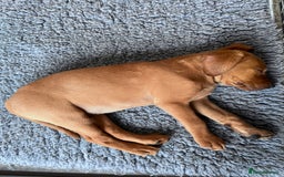 Labrador Retriever dogs for sale: KC Registered MacBruce Fox Red Labrador Puppies  - Image 5