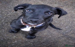 Mixed Breed dogs for sale: Colin, looking for his fur-ever home - Image 2