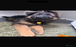 German Shepherd dogs for sale: 2 German Shepard puppies  - Image 2
