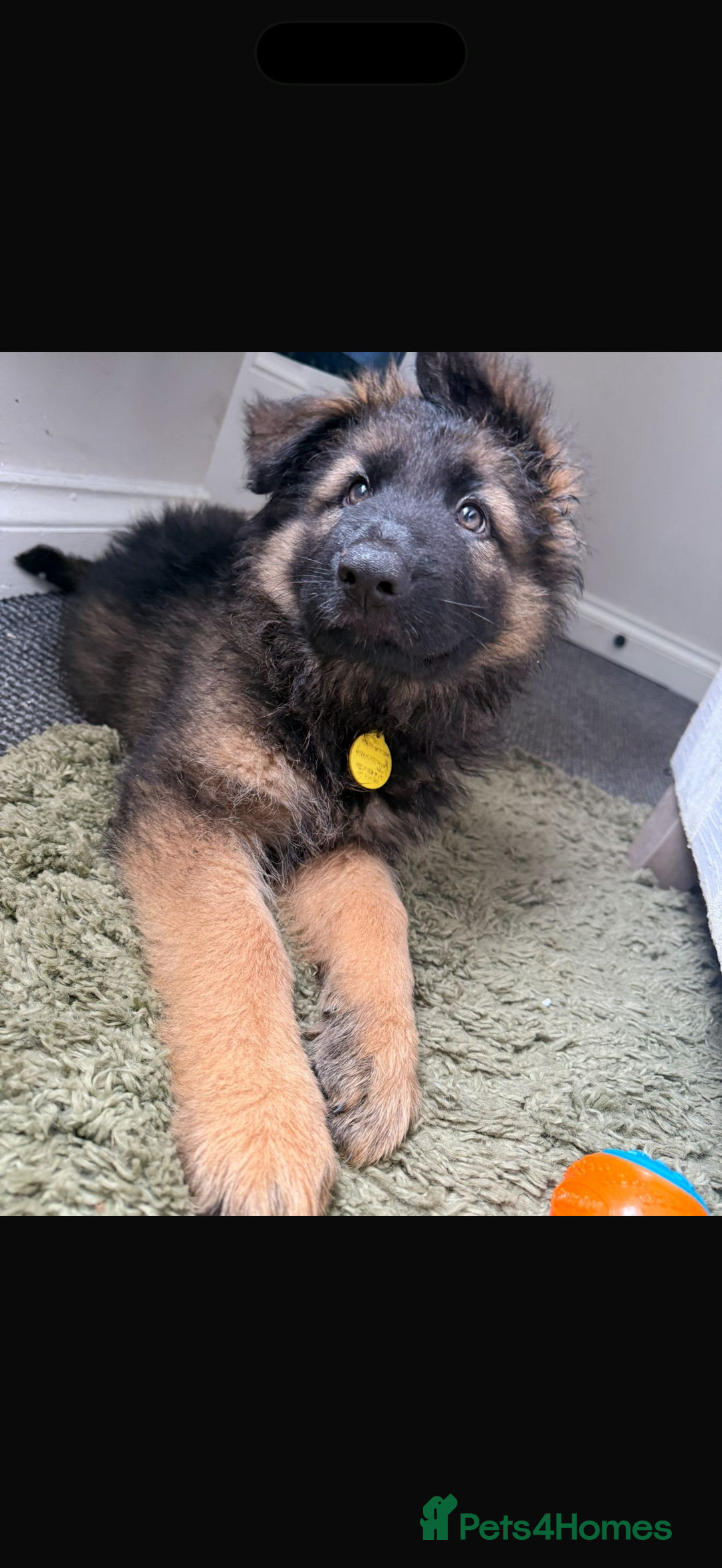 German Shepherd dogs for sale: 2 German Shepard puppies  - Image 2