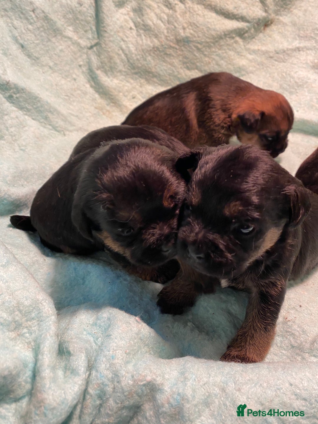 Border Terrier dogs for sale: KCReg Border Terrier Pups - Advert 5