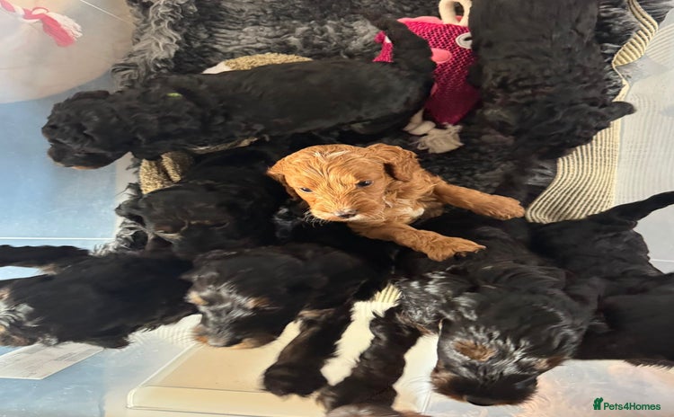 Cockapoo dogs Amazing F1b Cockapoos  - Advert 4