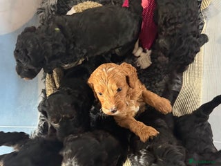 Cockapoo dogs Amazing F1b Cockapoos - Advert 14