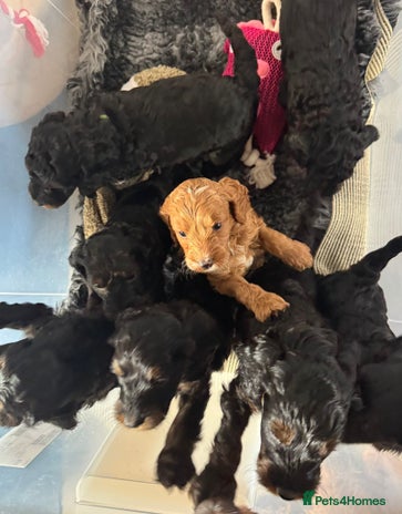 Cockapoo dogs Amazing F1b Cockapoos - Advert 4