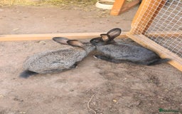 New Zealand rabbits for sale: 11 week old New Zealand Kits ready now - Image 6