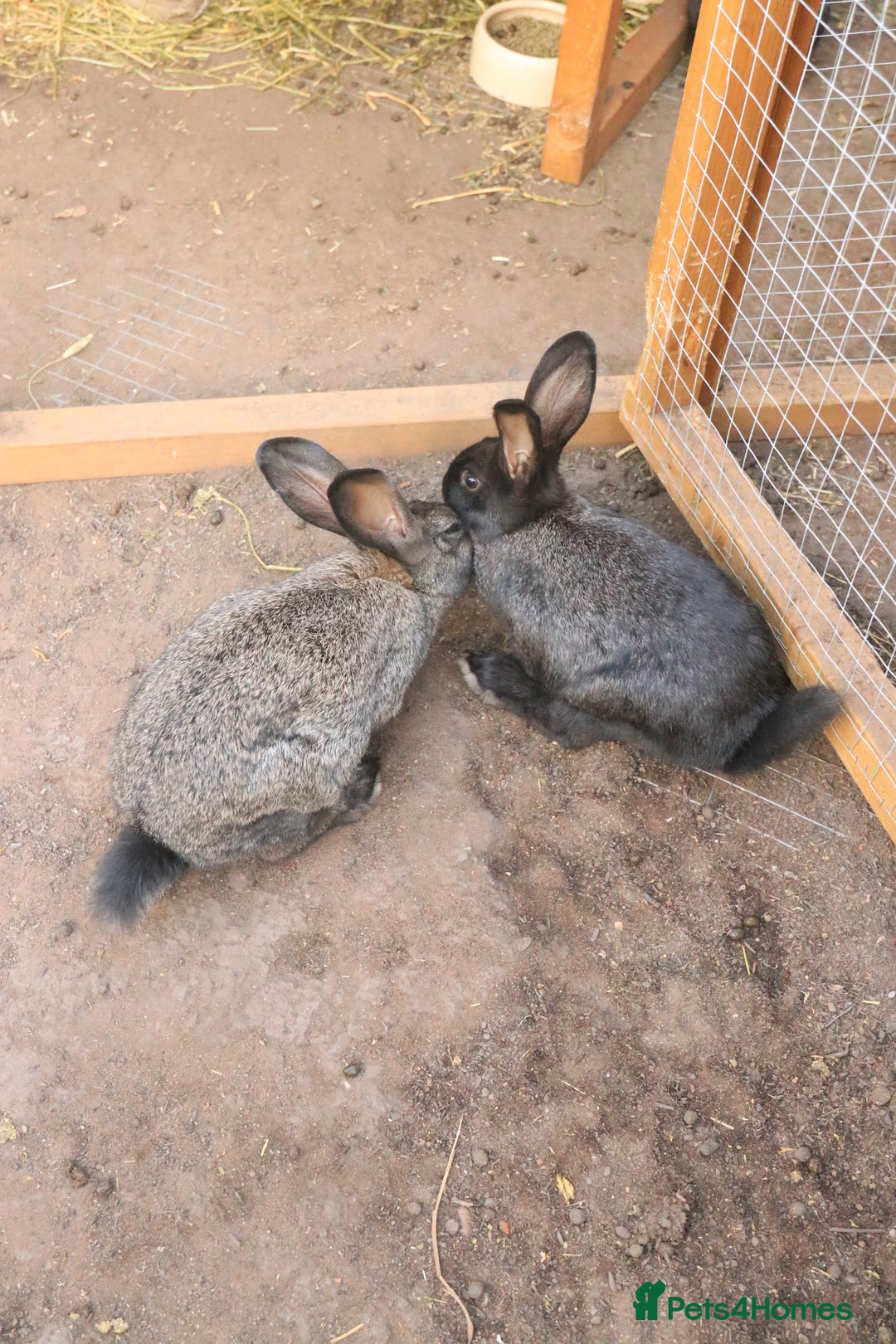 New Zealand rabbits for sale: 11 week old New Zealand Kits ready now - Image 6