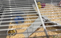 Hamster rodents for sale: Syrian hamster  - Image 12