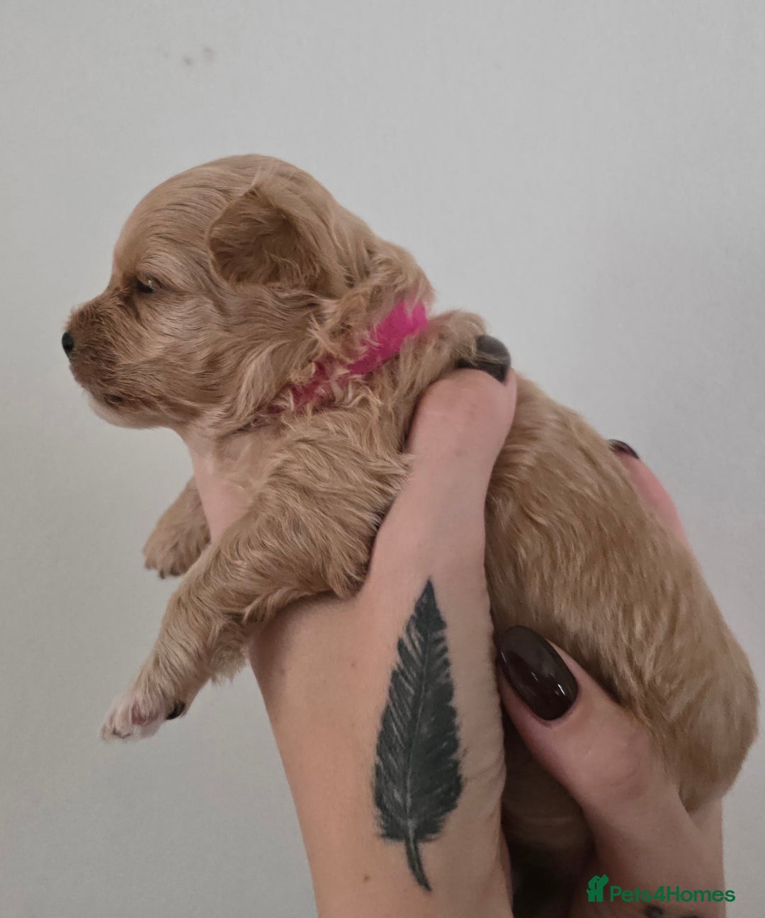 Maltipoo dogs for sale: F1 maltipoo's from health tested parents 1 Girl  - Image 8