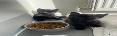 Mixed Breed Kitten 5