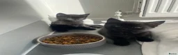 Mixed Breed cats for sale: Beautiful kittens ready for forever homes  in Kingston upon Thames - Advert 2
