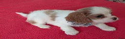Cavapoo dogs for sale: F1B Cavapoo Puppies Health Tested KC Parents - Advert 22