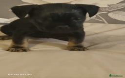 Mixed Breed dogs for sale: 4 french bulldog x boarder terror girls  - Image 12