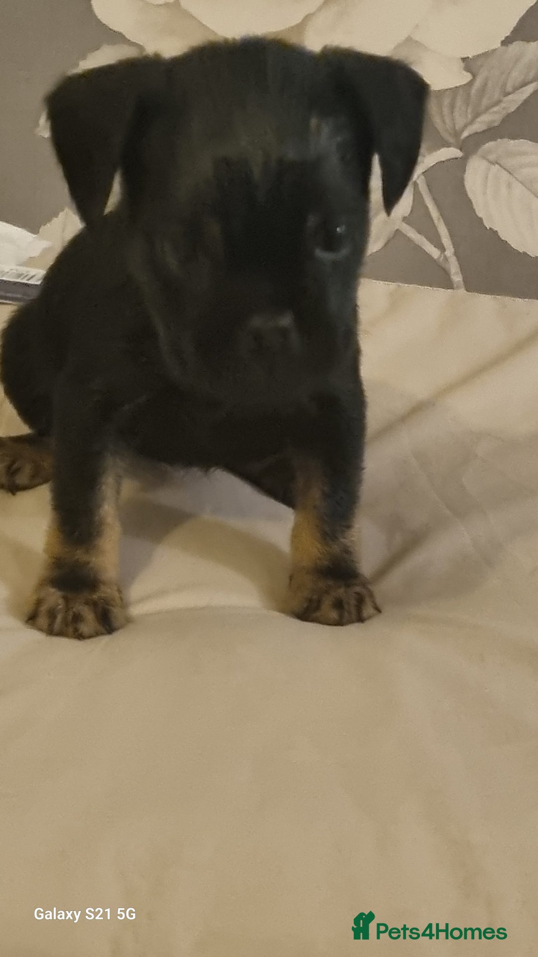 Mixed Breed dogs for sale: 4 french bulldog x boarder terror girls  - Image 12