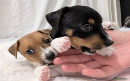 Jack Russell dogs for sale: 🐶 Jack Russell Puppies  – 2 Females 🐶 - Image 20