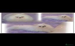 Pomeranian dogs for sale: 2 kc pomeranians male and female - Image 6