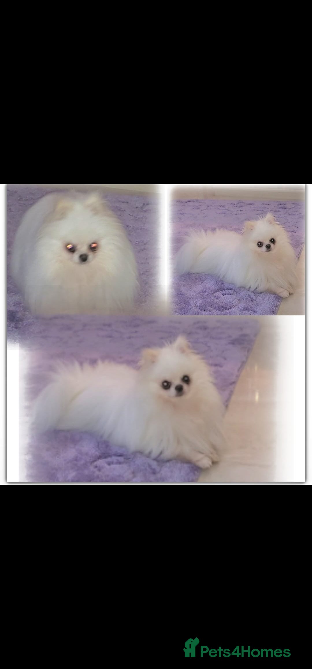 Pomeranian dogs for sale: 2 kc pomeranians male and female - Image 6