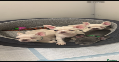 French Bulldog dogs - Advert 14