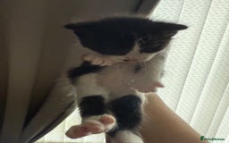 British Shorthair cats for sale: 4 Kittens for sale - Image 17