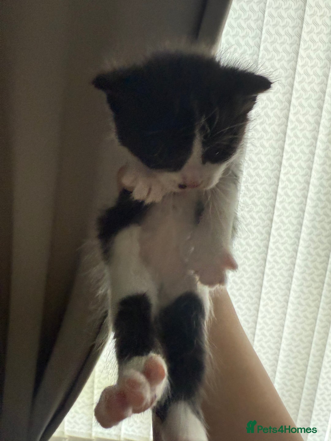 British Shorthair cats for sale: 4 Kittens for sale - Image 17