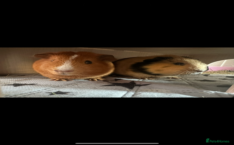 Guinea Pig rodents - Advert 1
