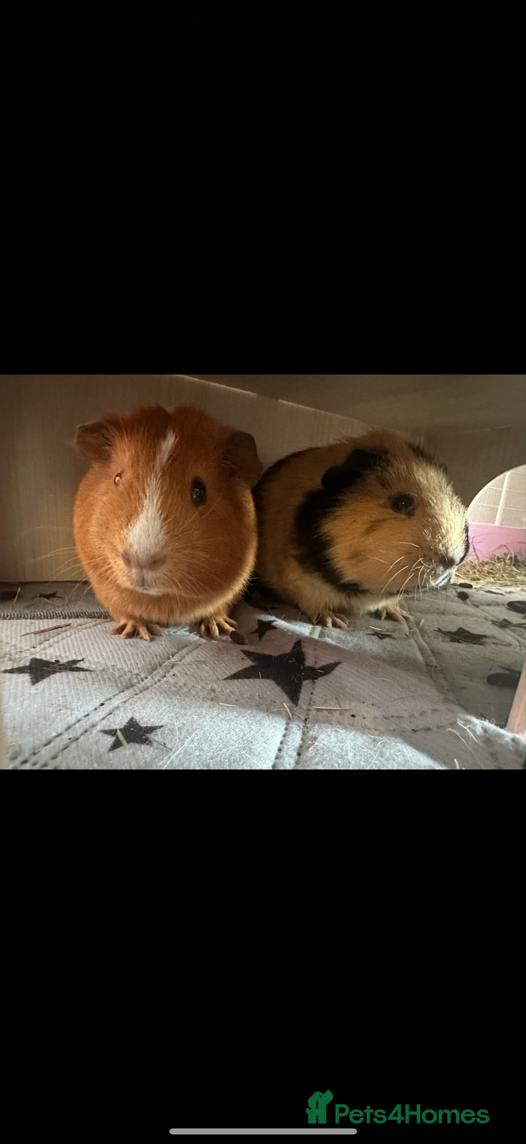 Guinea Pig rodents for sale: Sweet guinea pig boys for sad rehome  - Image 1