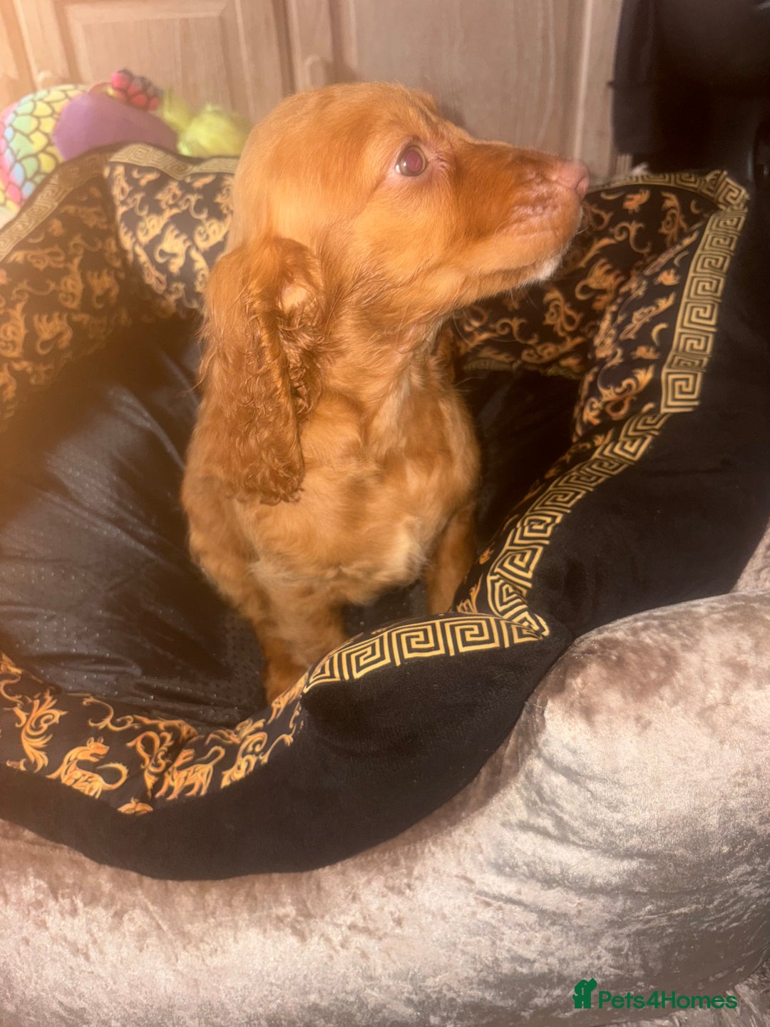 Cockapoo dogs for sale: 3 girl cockerspaniel/cockapoo pups left  - Image 11