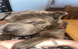 Shar Pei dogs for sale: Mika Female Shar Pei Age 4  - Image 7