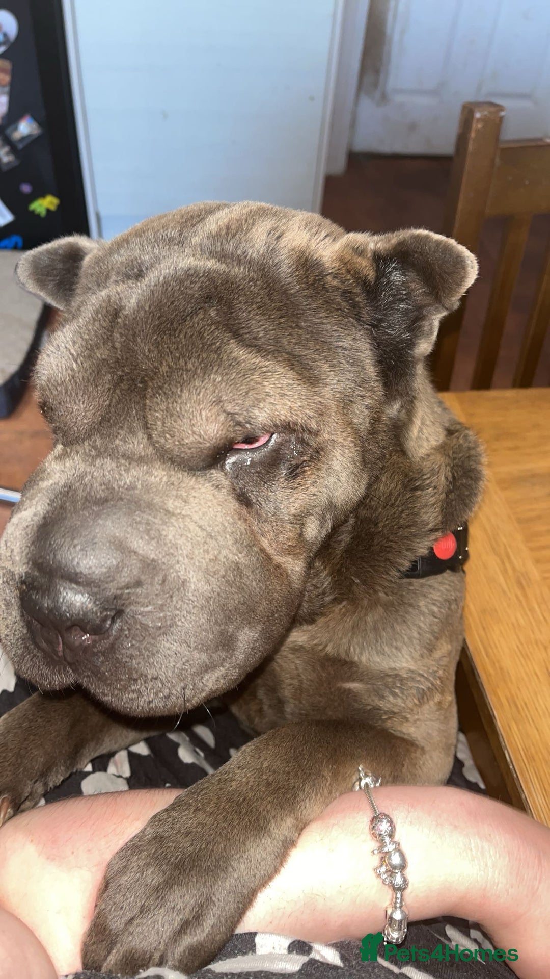 Shar Pei dogs for sale: Mika Female Shar Pei Age 4  - Image 7