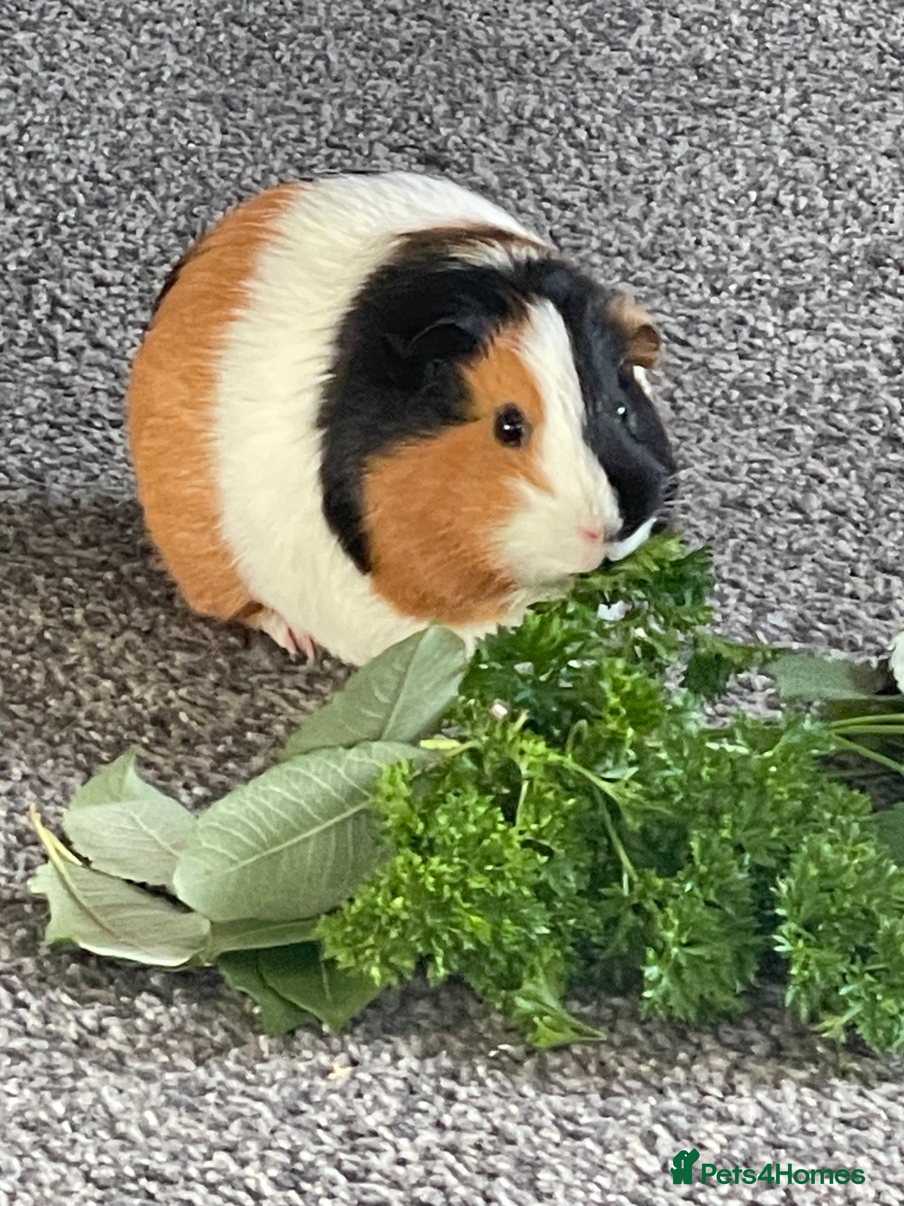 English rabbits Two Guinny pigs for sale  - Advert 2