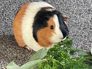 English rabbits Two Guinny pigs for sale - Advert 8