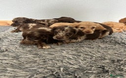 Cocker Spaniel dogs for sale: STUNNING COCKER SPANIEL PUPPIES  - Image 21