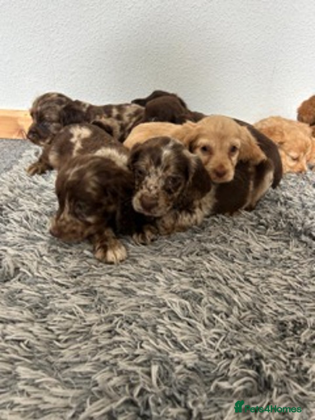 Cocker Spaniel dogs for sale: STUNNING COCKER SPANIEL PUPPIES  - Image 21