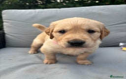 Golden Retriever dogs for sale: KC Registered Golden Retriever Puppies  - Image 5