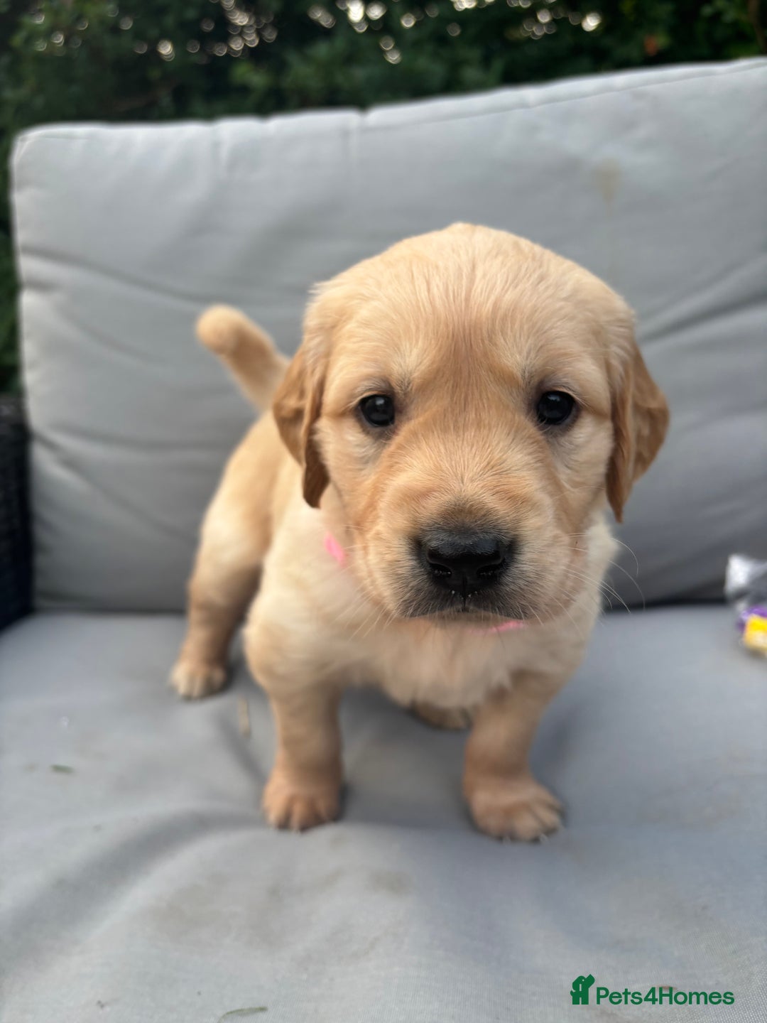 Golden Retriever dogs for sale: KC Registered Golden Retriever Puppies  - Image 5