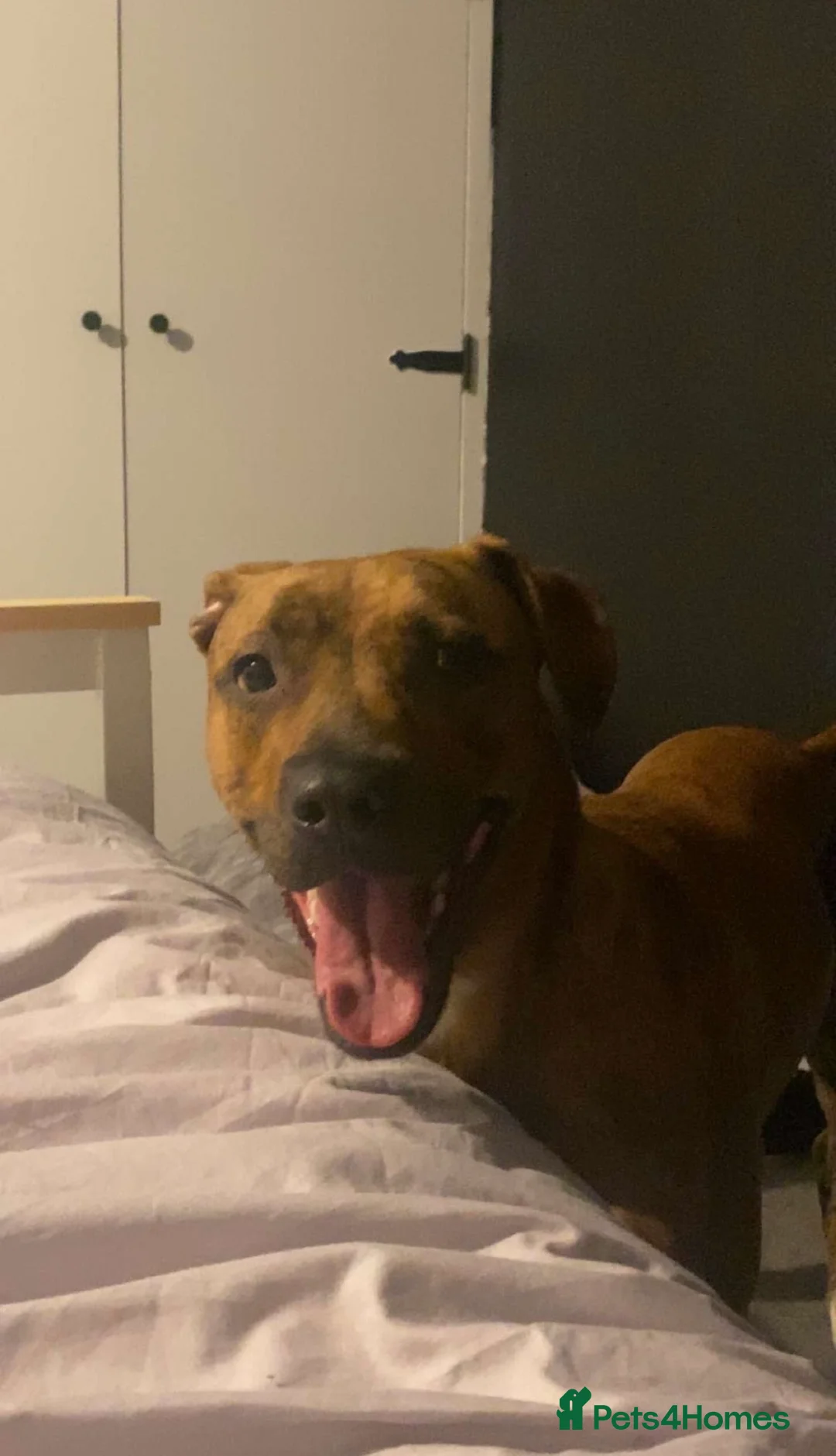 Mixed Breed dogs for sale: The lovely Nala  - Advert 1