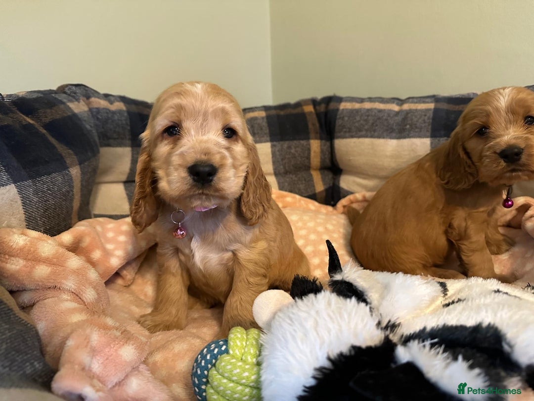 Cocker Spaniel dogs for sale: ✨ KC Show-Type Cocker Spaniel Puppies ✨ - Advert 5