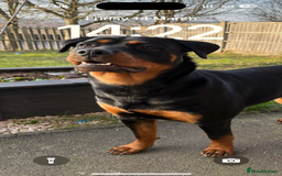 Rottweiler dogs for sale: 1 year old Rottweiler girl  - Image 6
