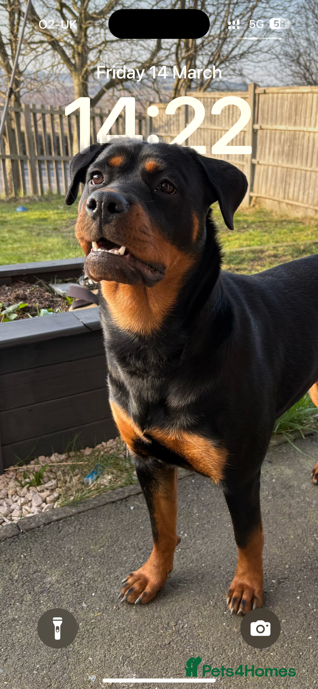 Rottweiler dogs for sale: 1 year old Rottweiler girl  - Image 6