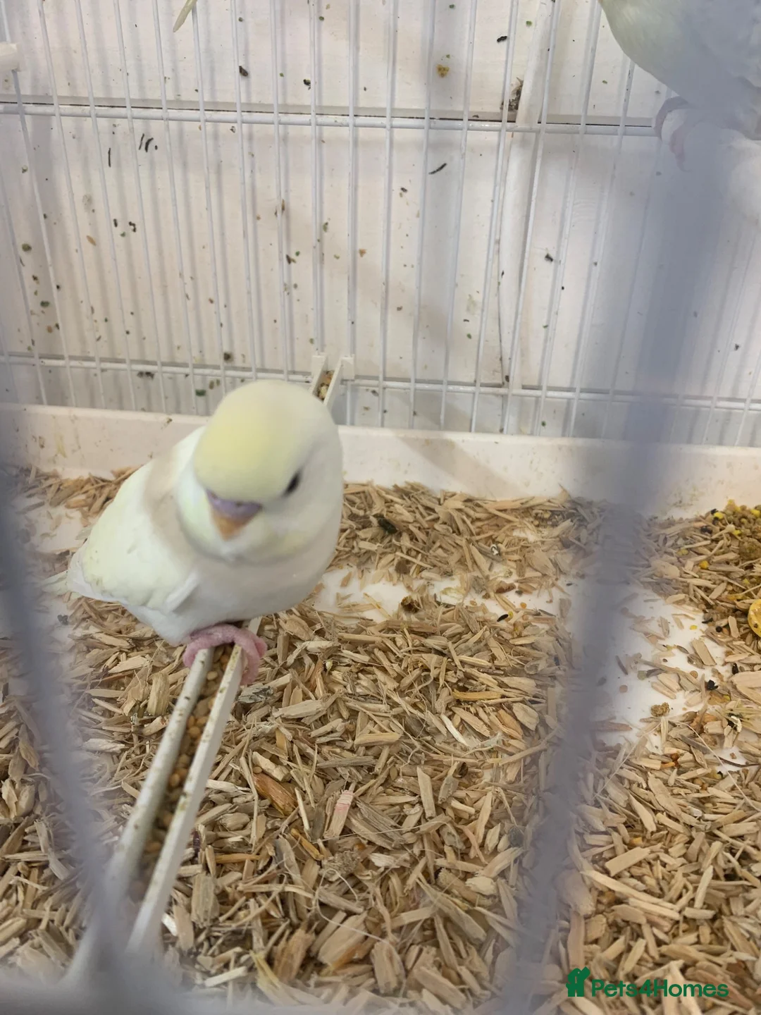 Budgerigars birds for sale: Baby budgies  - Advert 1
