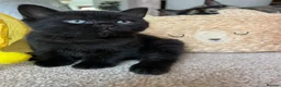 Mixed Breed cats for sale: Gorgeous black kittens ready next week - Advert 1