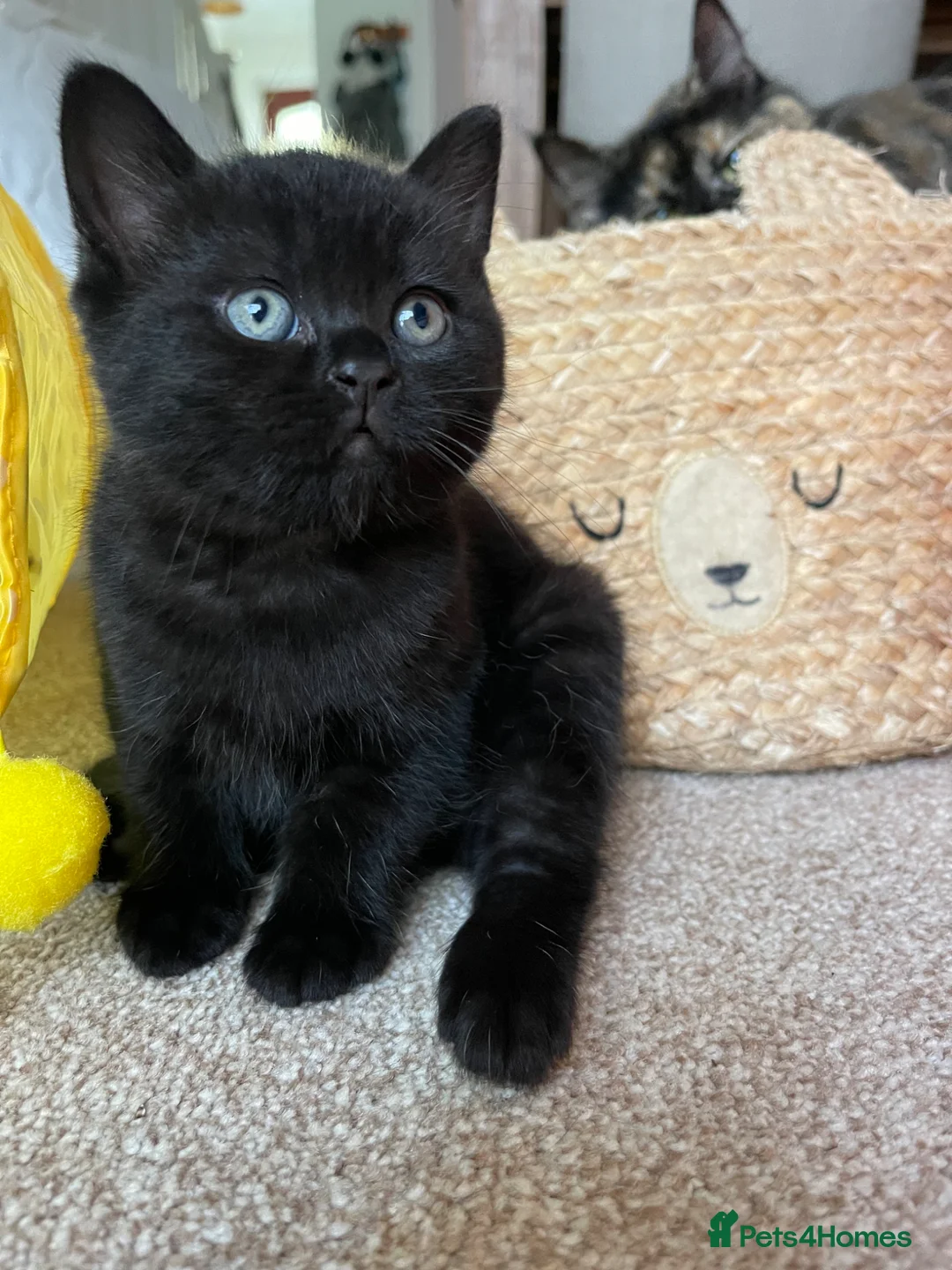 Mixed Breed cats for sale: Gorgeous black kittens ready next week - Advert 1