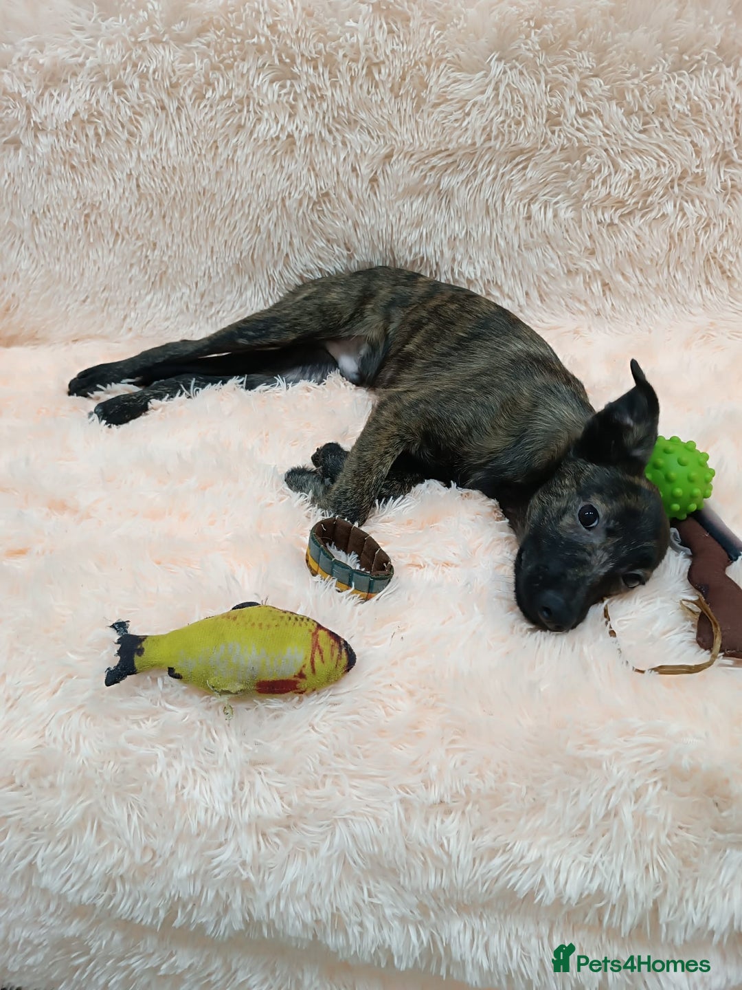 Mixed Breed dogs for adoption: 💙🐶 MILO 🐶💙 - Image 6