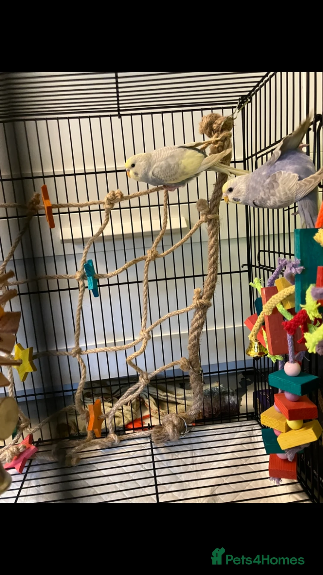 Budgerigars birds for sale: Two female budgies 5 month old - Advert 5