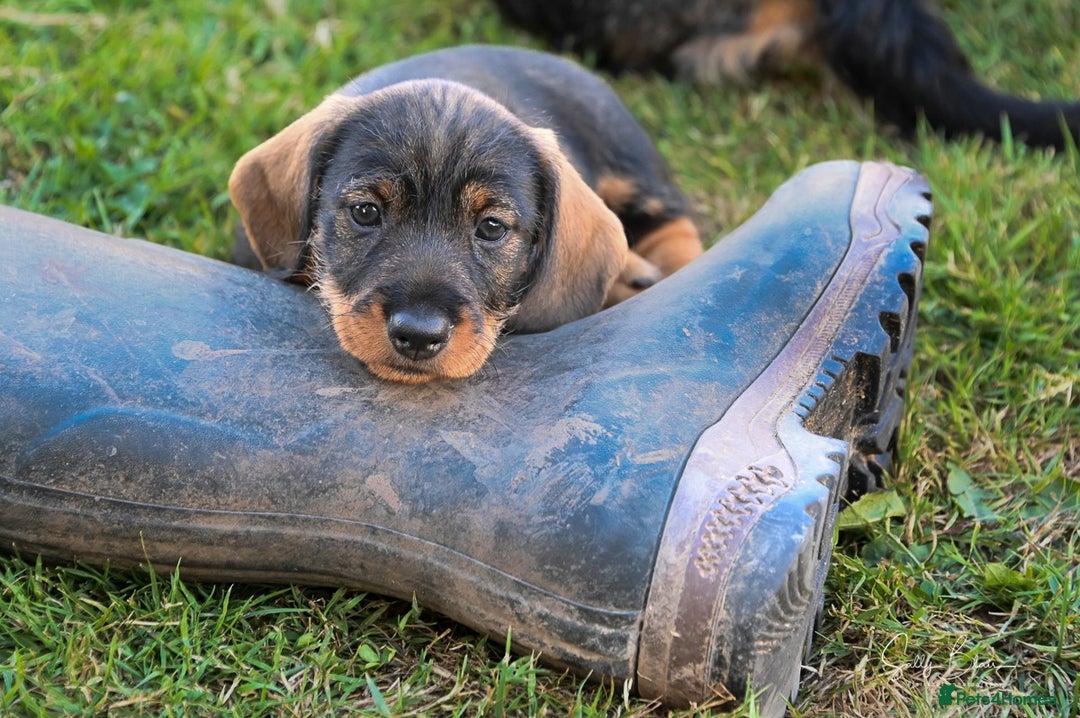 Dachshund dogs for sale: Standard Wire-Haired Dachshund Puppies  - Image 4