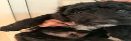 Bordoodle dogs for sale: ADORABLE F1B  BORDOODLE PUPPIES AVAILABLE NOW!! - Advert 2
